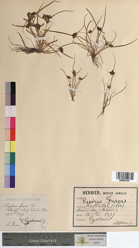 Cyperus fuscus (Cyperaceae)