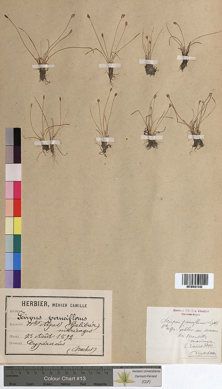 Scirpus pauciflorus (Cyperaceae)