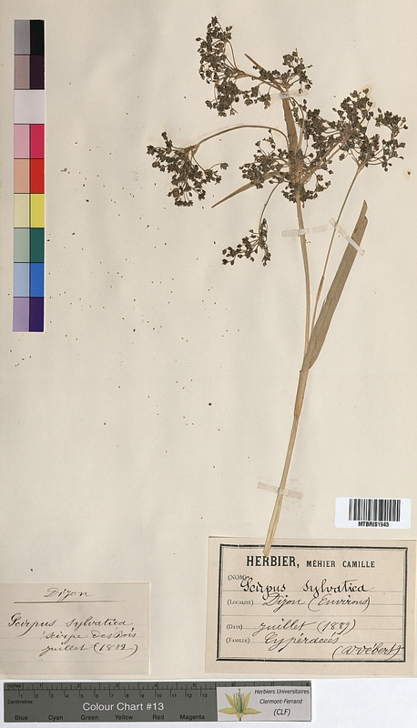 Scirpus sylvaticus (Cyperaceae)