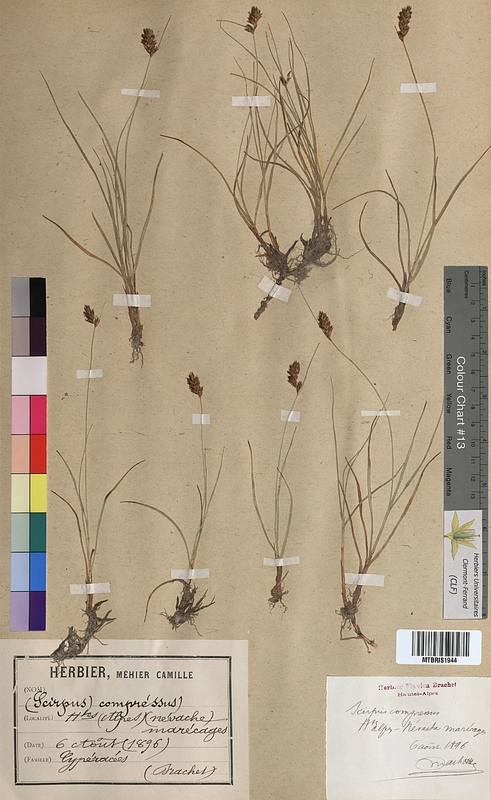 Scirpus compressus (Cyperaceae)