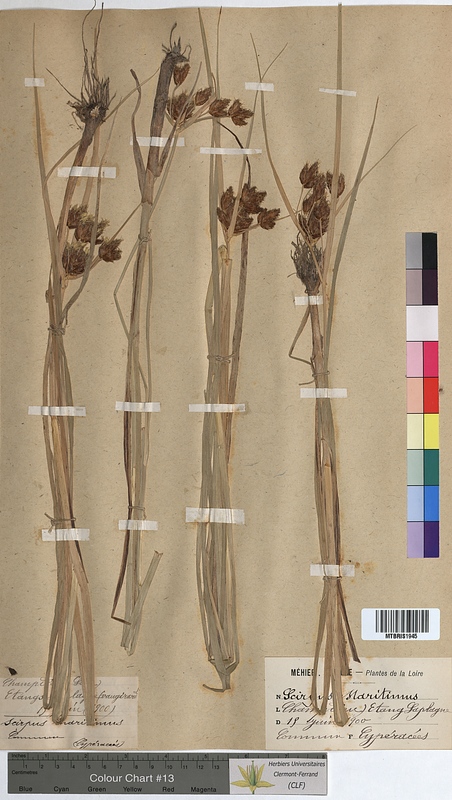 Scirpus maritimus (Cyperaceae)