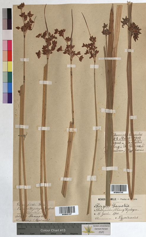 Scirpus lacustris (Cyperaceae)