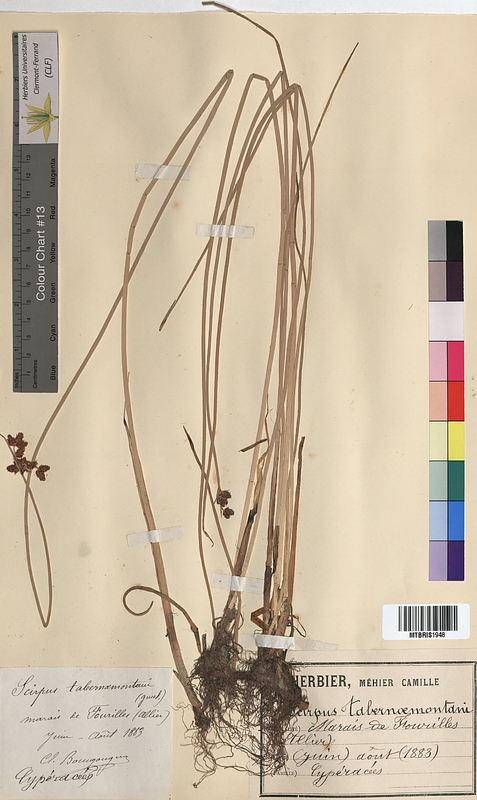 Scirpus tabernaemontani (Cyperaceae)
