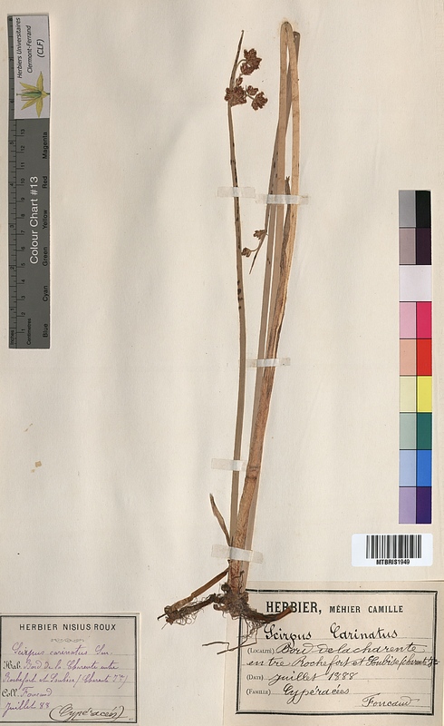 Scirpus x carinatus (Cyperaceae)