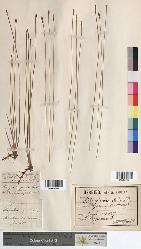 Eleocharis palustris (Cyperaceae)
