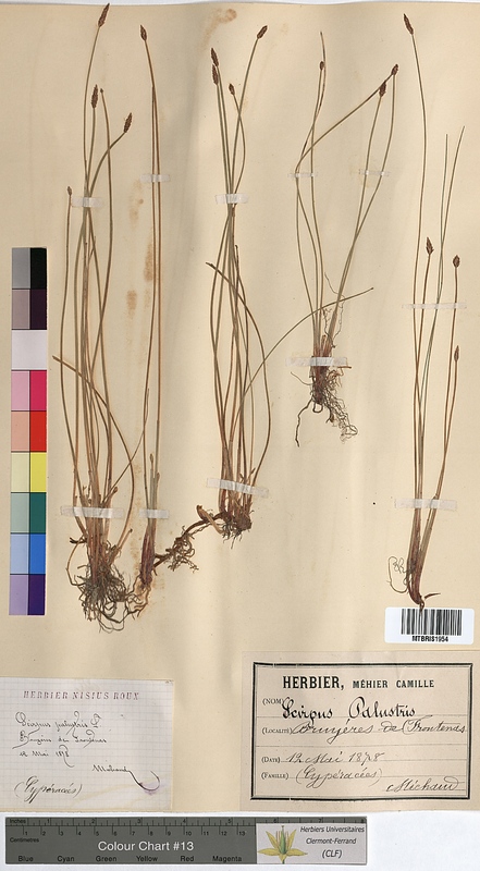 Scirpus palustris (Cyperaceae)