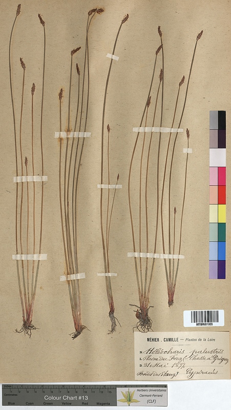 Eleocharis palustris (Cyperaceae)