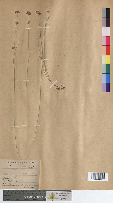 Rhynchospora alba (Cyperaceae)