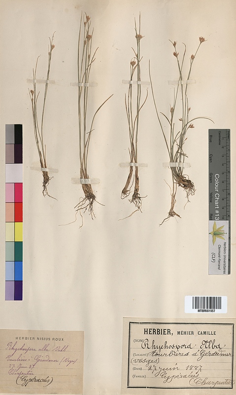 Rhynchospora alba (Cyperaceae)