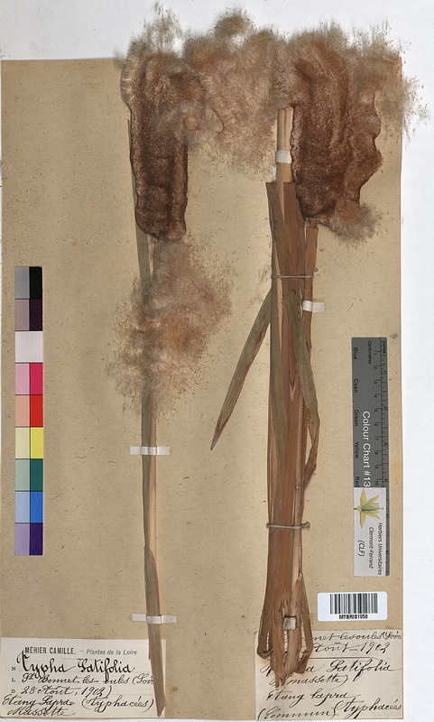 Typha latifolia (Typhaceae)