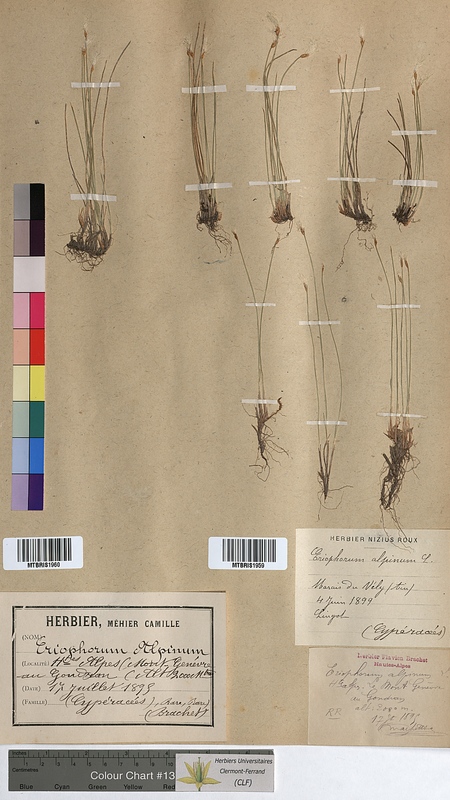 Eriophorum alpinum (Cyperaceae)