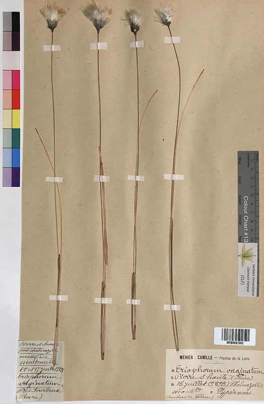 Eriophorum vaginatum (Cyperaceae)
