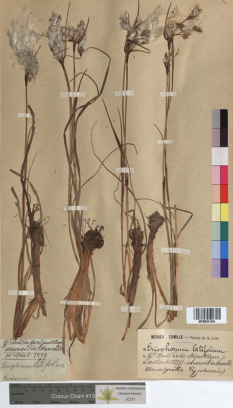 Eriophorum latifolium (Cyperaceae)