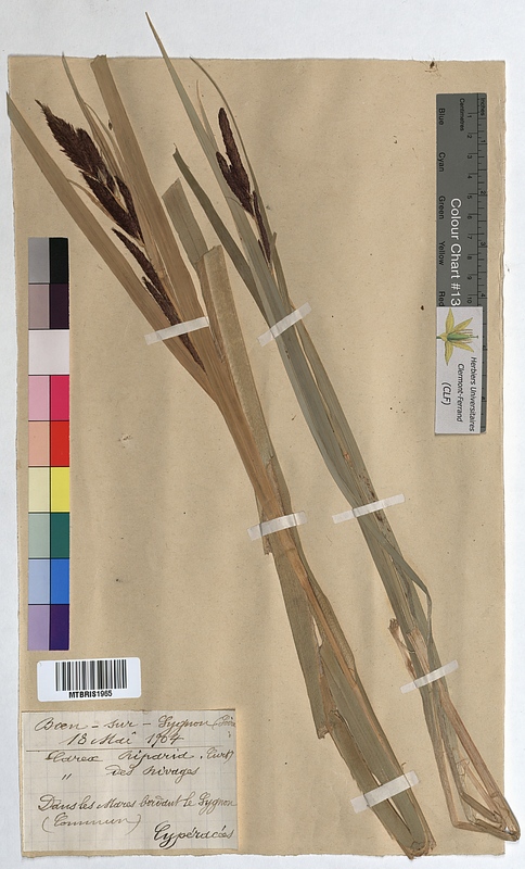 Carex riparia (Cyperaceae)