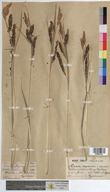 Carex riparia (Cyperaceae)