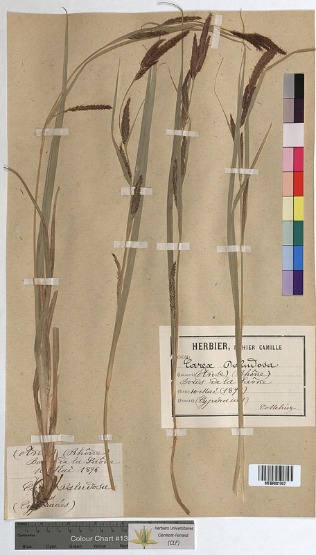 Carex paludosa (Cyperaceae)