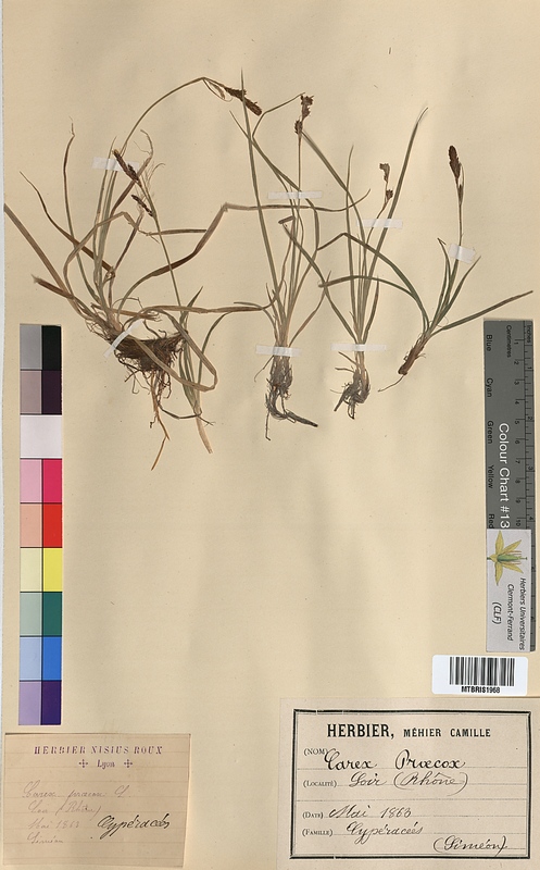 Carex praecox (Cyperaceae)