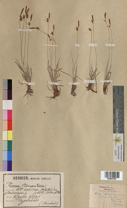 Carex tomentosa (Cyperaceae)