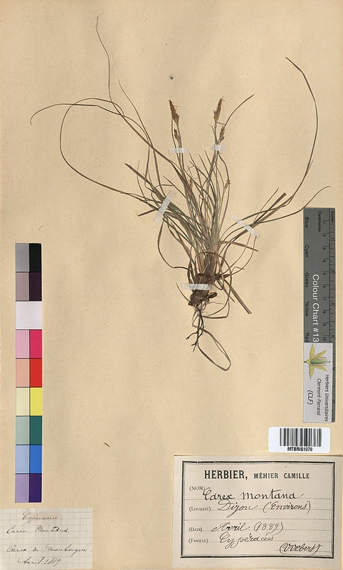 Carex montana (Cyperaceae)