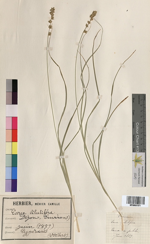 Carex pilulifera (Cyperaceae)