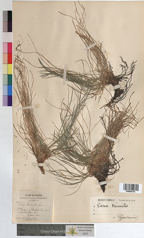Carex humilis (Cyperaceae)