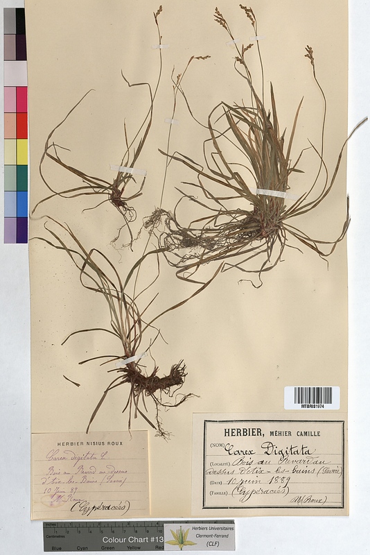 Carex digitata (Cyperaceae)
