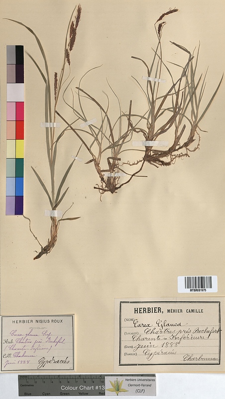 Carex glauca (Cyperaceae)