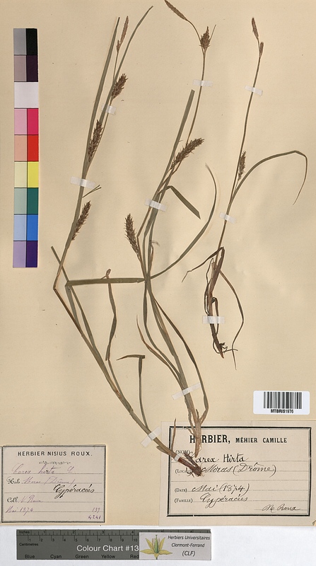Carex hirta (Cyperaceae)