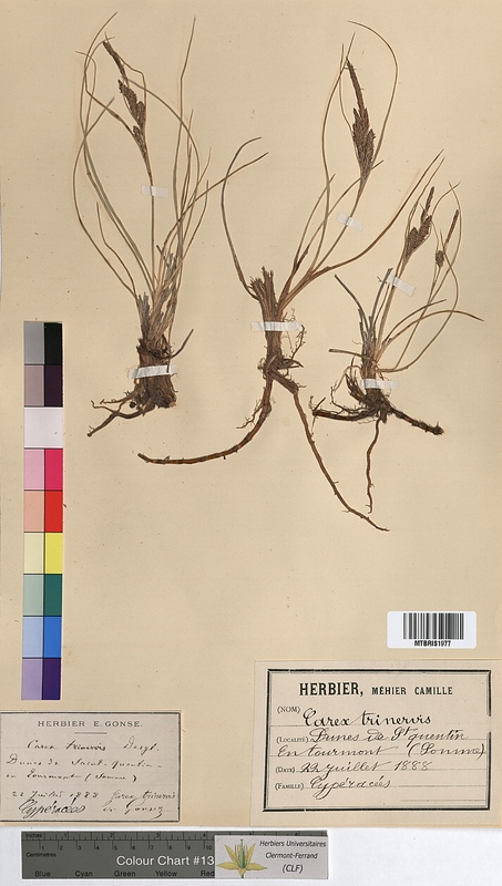 Carex trinervis (Cyperaceae)