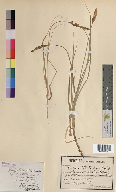 Carex disticha (Cyperaceae)