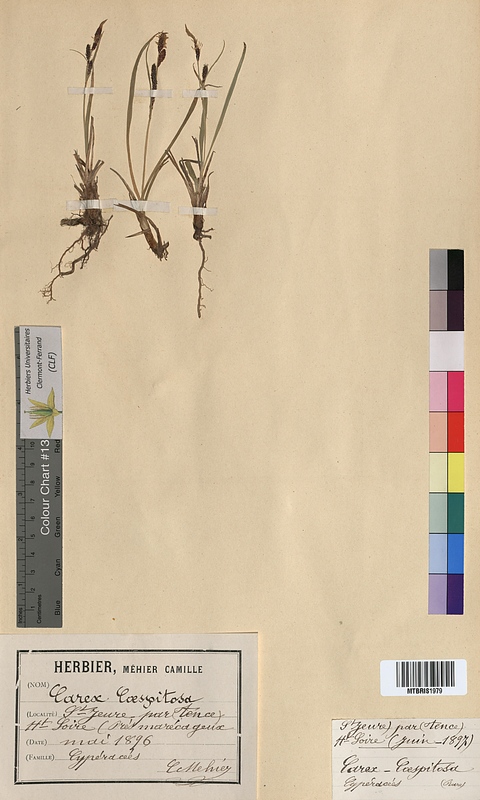 Carex cespitosa (Cyperaceae)