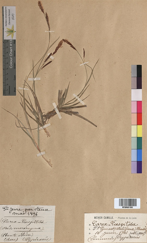 Carex cespitosa (Cyperaceae)