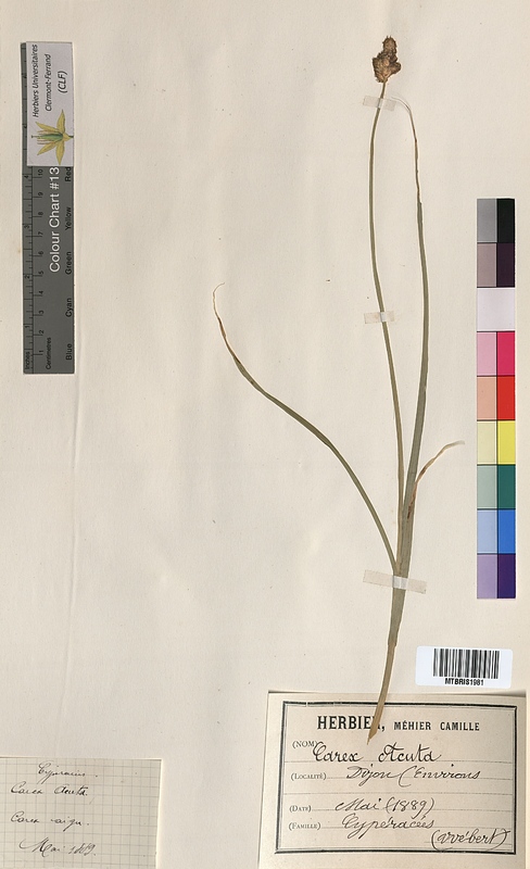 Carex acuta (Cyperaceae)