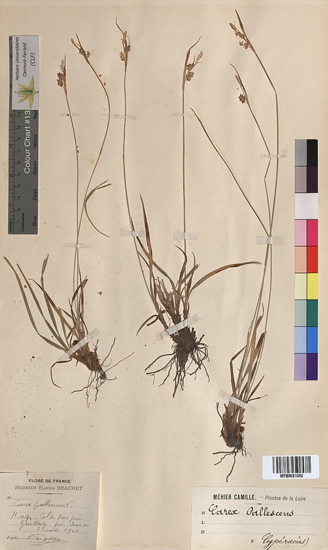 Carex pallescens (Cyperaceae)