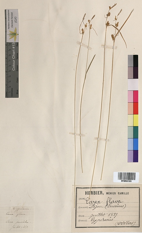 Carex flava (Cyperaceae)