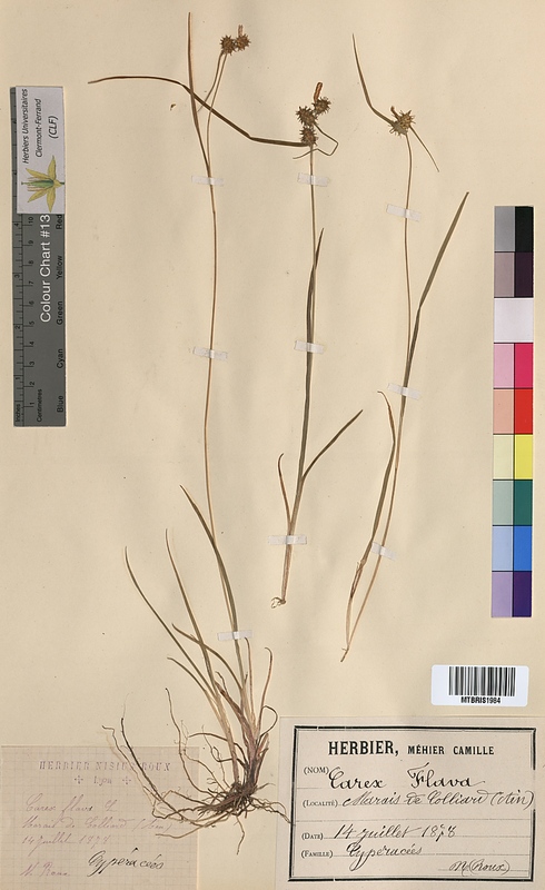 Carex flava (Cyperaceae)
