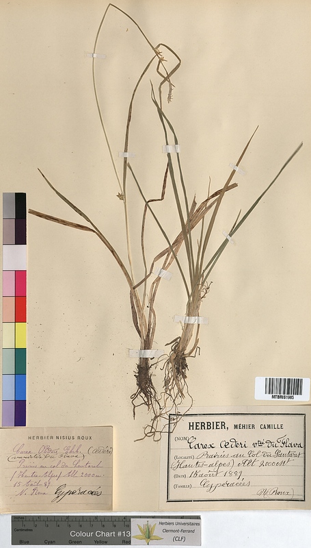 Carex oederi (Cyperaceae)