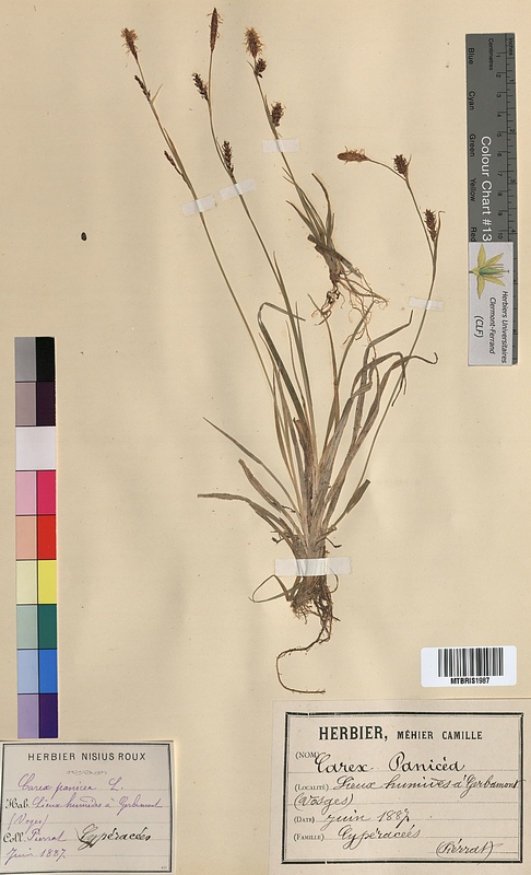 Carex panicea (Cyperaceae)