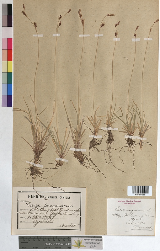 Carex sempervirens (Cyperaceae)