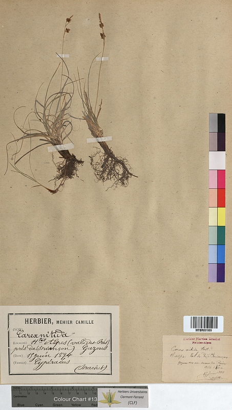 Carex nitida (Cyperaceae)