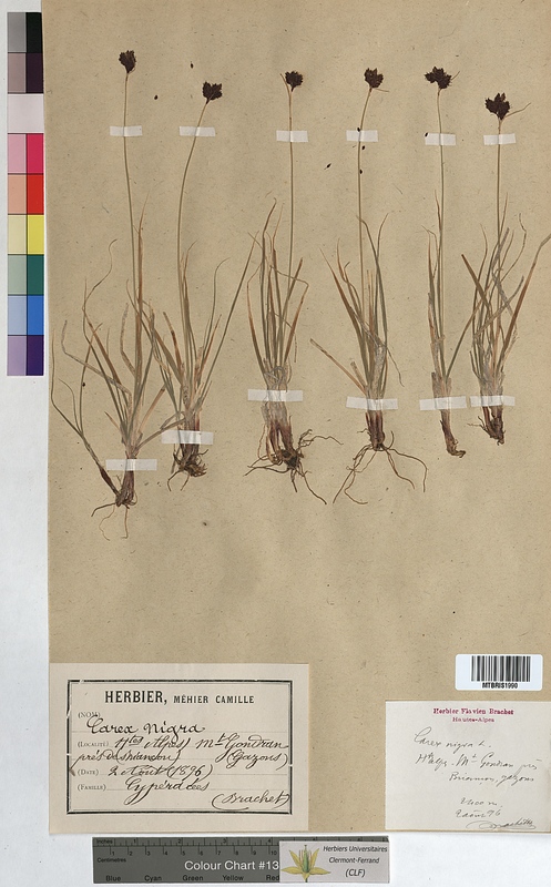 Carex nigra (Cyperaceae)