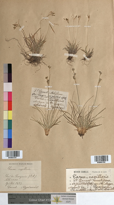 Carex capillaris (Cyperaceae)