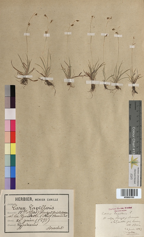 Carex capillaris (Cyperaceae)