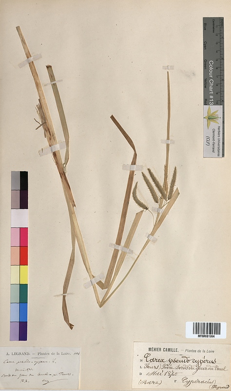 Carex pseudocyperus (Cyperaceae)