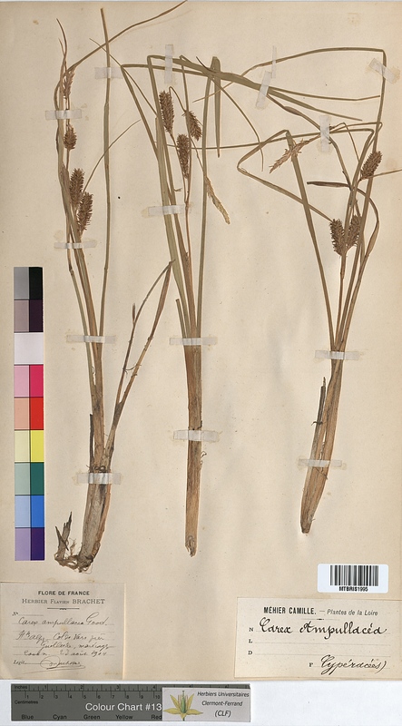 Carex ampullacea (Cyperaceae)