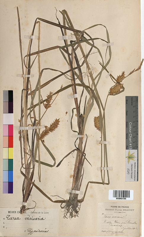 Carex vesicaria (Cyperaceae)