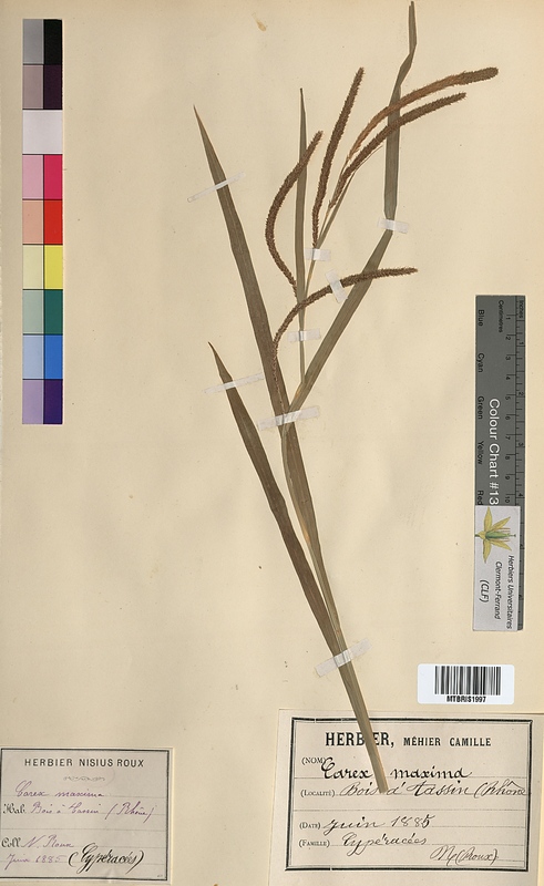 Carex maxima (Cyperaceae)