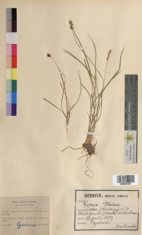 Carex dioica (Cyperaceae)