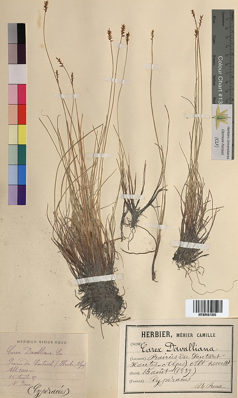 Carex davalliana (Cyperaceae)
