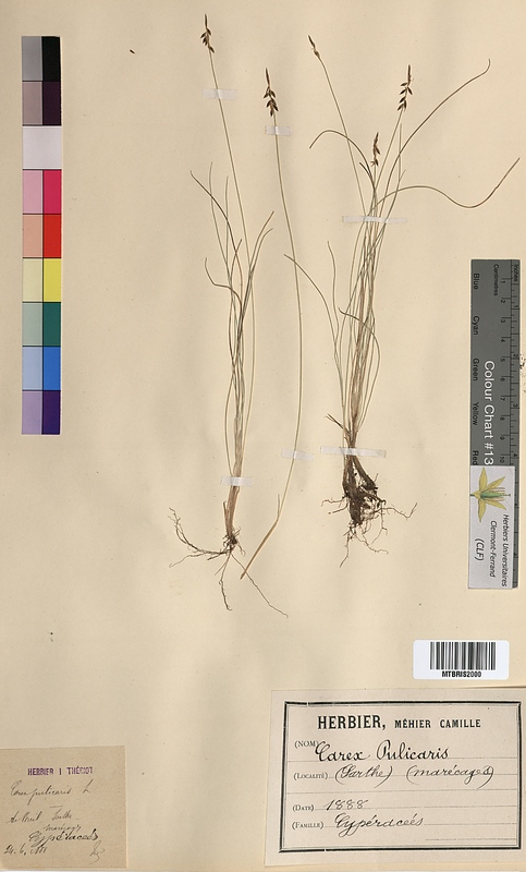 Carex pulicaris (Cyperaceae)